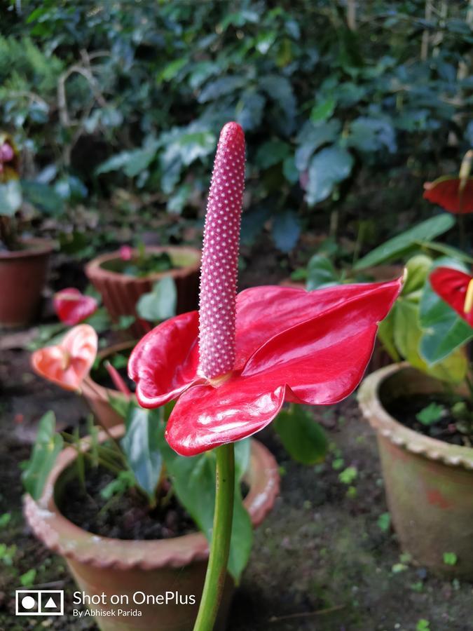 Bluebell homestay Chikmagalur Luaran gambar