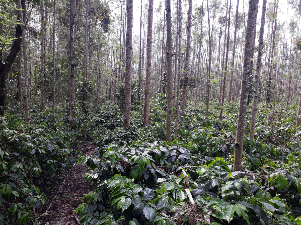 Bluebell homestay Chikmagalur Luaran gambar
